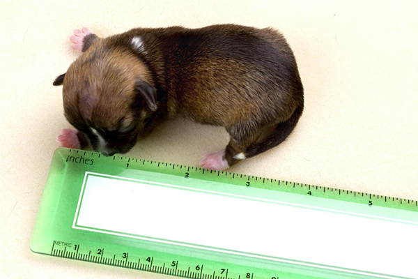 Miniature puppy born in California