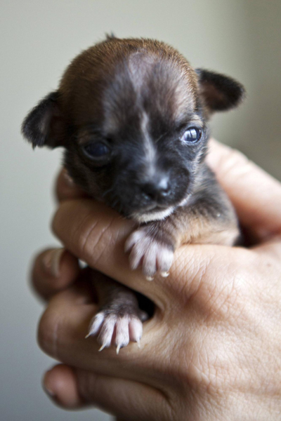Miniature puppy born in California