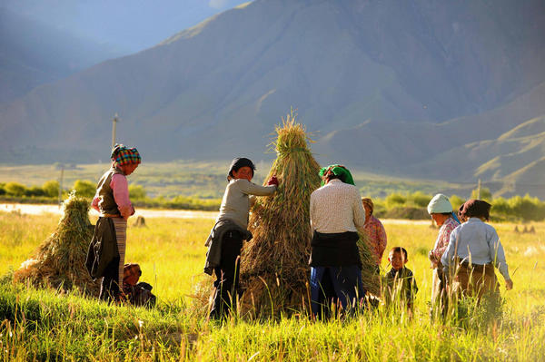 Time to harvest in Tibet
