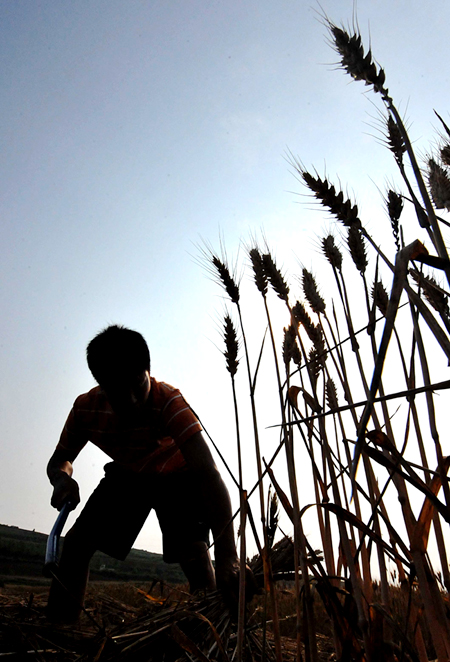 Grain output to exceed 12 bln kg in Shanxi