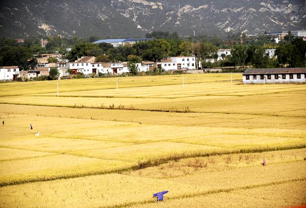 Grain output to exceed 12 bln kg in Shanxi