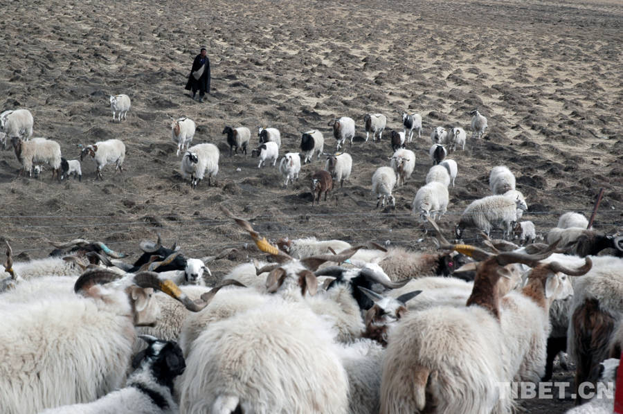 Life of herdsmen through pictures