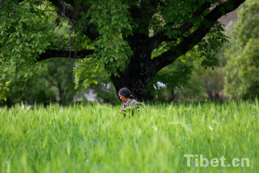 Tibetan farmers in highland barley field