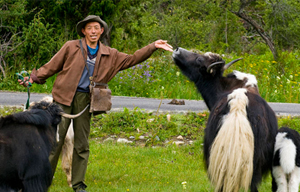 Tibetan farmers in highland barley field