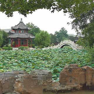 Old Lotus Pond ripples with history