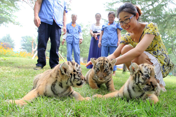 Nations unite to help tigers
