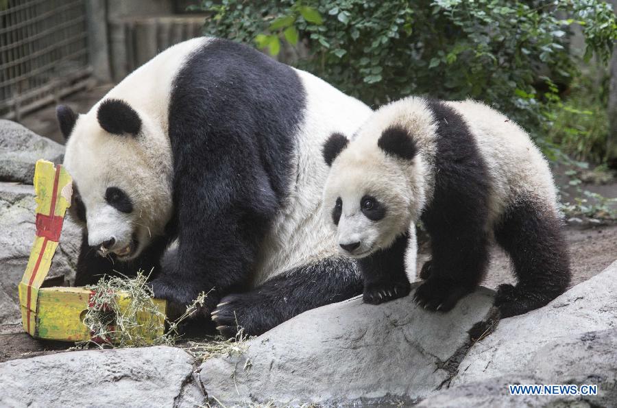 Giant panda cub celebrates 1st birthday in California