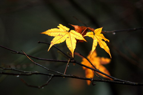 The origin of the start of autumn