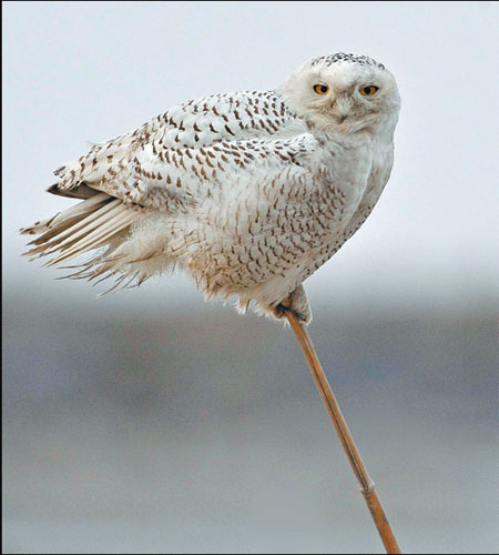 Snowy owls surprise Chinese bird-watchers