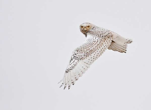 Snowy owls surprise Chinese bird-watchers