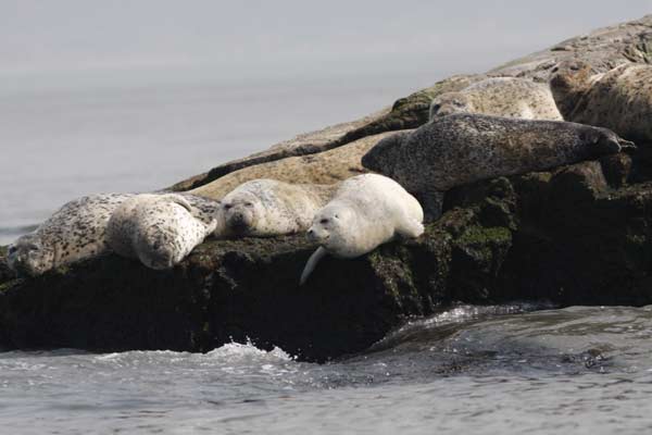 Spotted seals get special attention