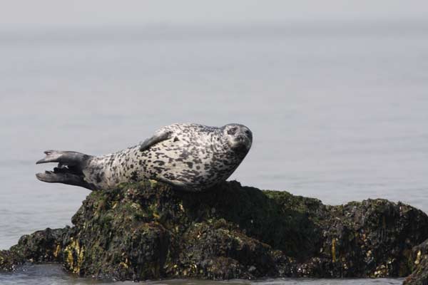 Spotted seals get special attention