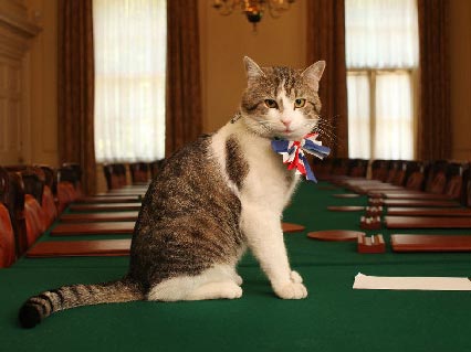 our furry friends from the animal kingdom dare not to be left