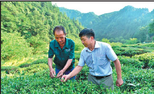 Organic tea planters sow seeds of a more sustainable future