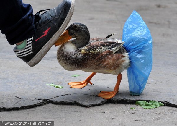 A duck wearing shoe cover
