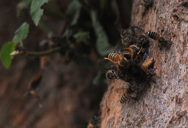 The war between wild bees and wasps