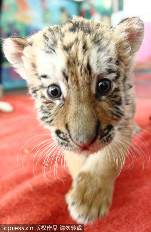 Dog adopts tiger cubs in E China