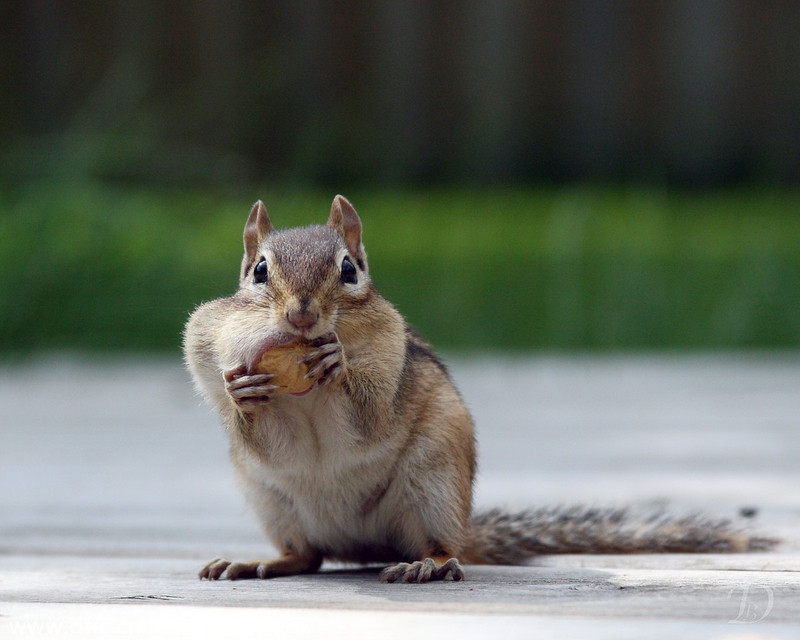 Chipmunk fit to burst as it stuffs peanuts into mouth