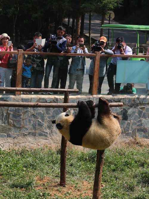 Zoo installs TV to cheer panda up