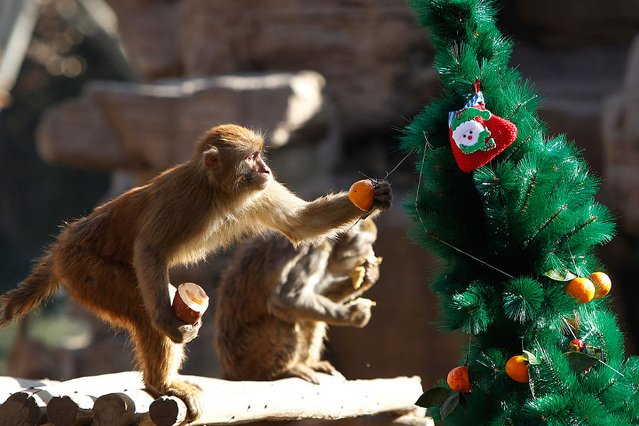 Monkeys enjoy Christmas feast in Zhengzhou