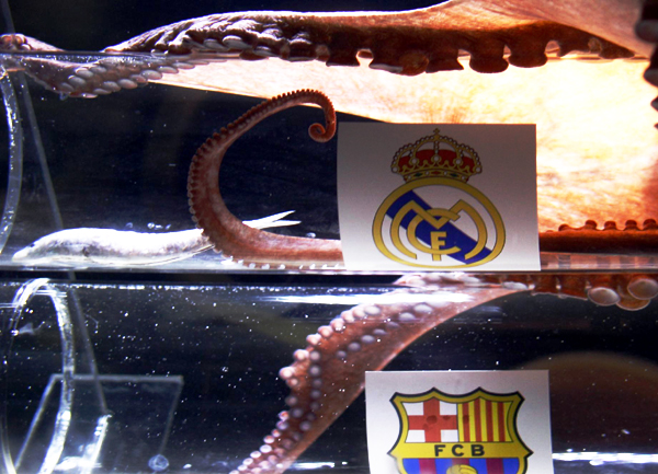Iker the Octopus picks Madrid to win King's Cup