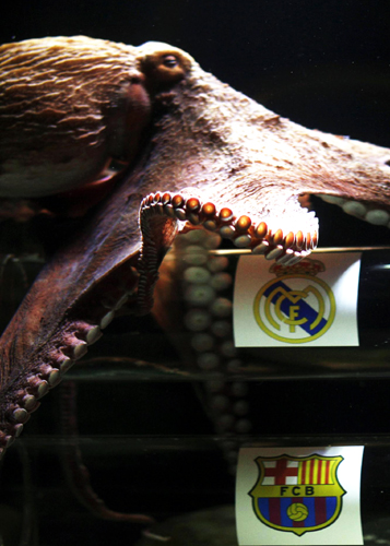 Iker the Octopus picks Madrid to win King's Cup