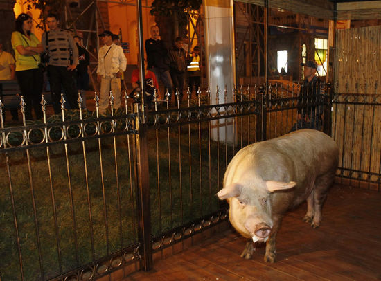 'Psychic' pig to predict Euro 2012 results