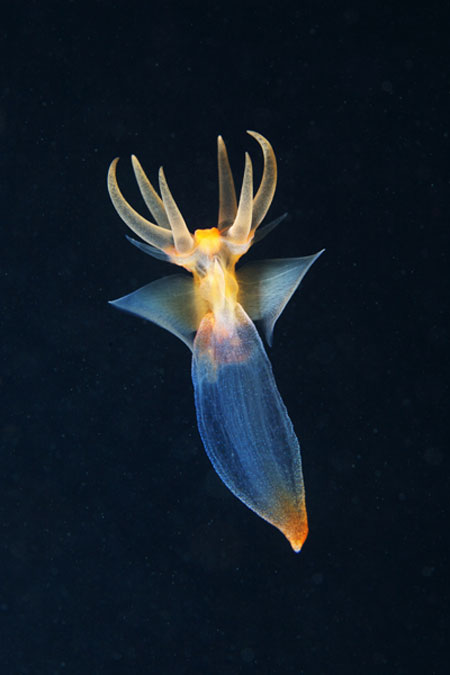 Alien-like marine life in Arctic Ocean
