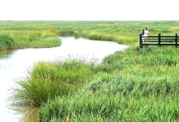 Road less traveled: Dongtan Wetland