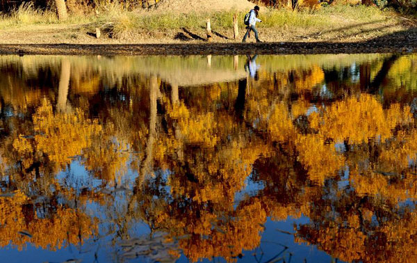 Autumn scenery of populus euphratica forest attracts tourists in N China