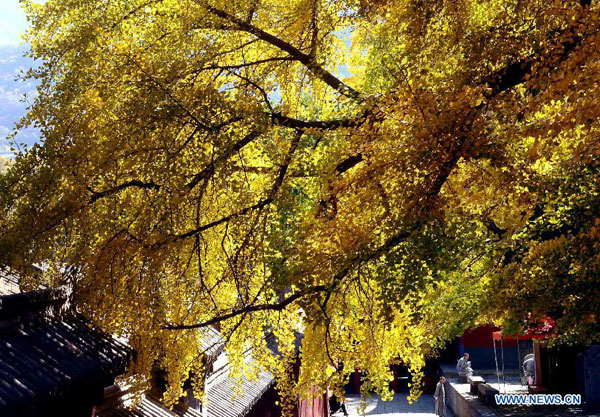 Gorgeous autumn scenery of Shaolin Temple