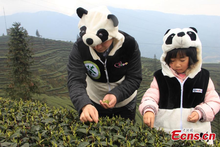 Farmers start to collect world's most expensive panda tea