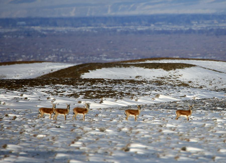 Aletai in Xinjiang sees steady increase in wildlife