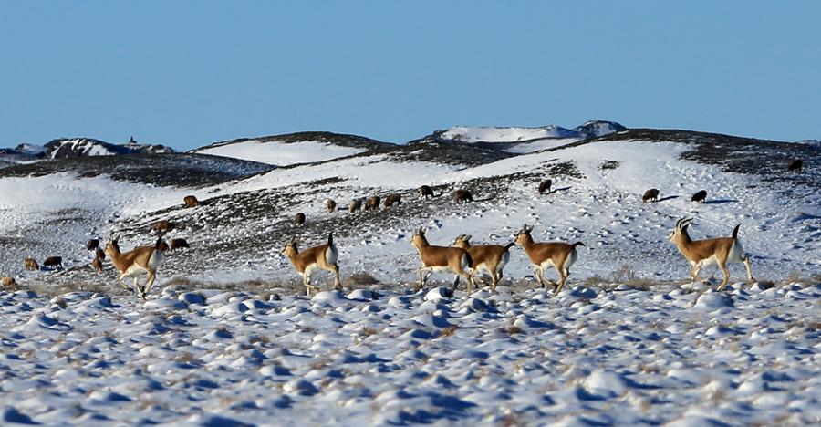 Aletai in Xinjiang sees steady increase in wildlife