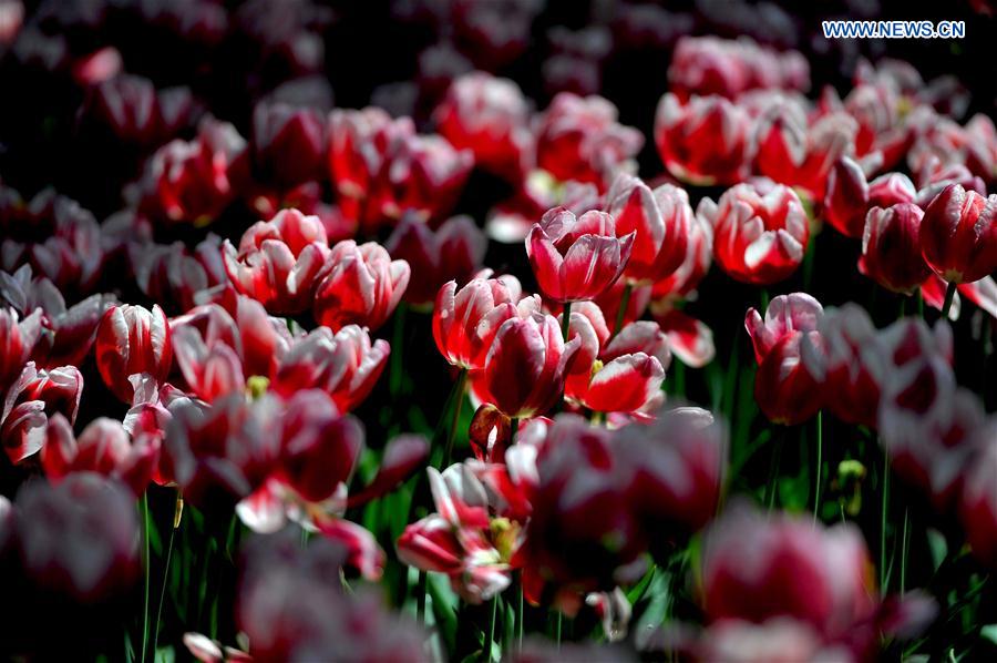 In pics: Blooming tulips in S China