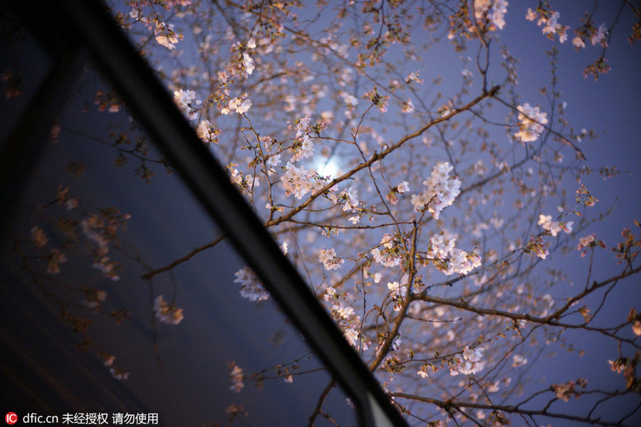 Cherry tree blooms at night