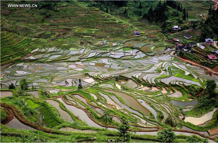 Scenery of terrace fields in China's Guangxi