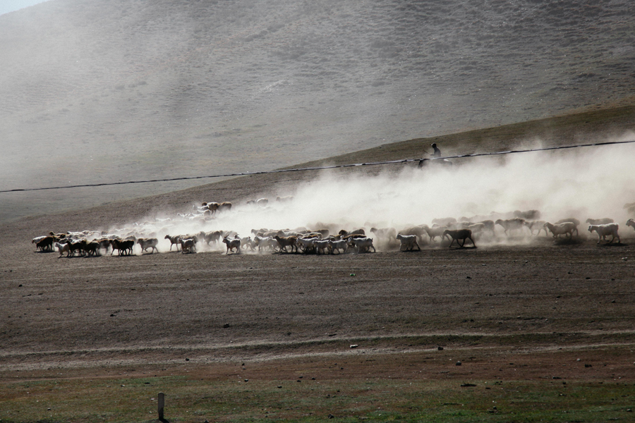 Xinjiang Altay prefecture: Land of Kazakh herdsmen, horses and golden fall