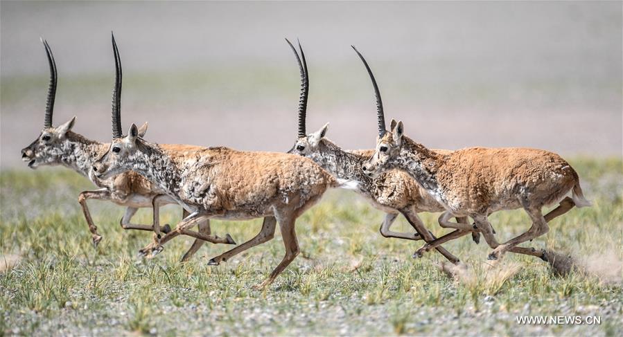 Number of Tibetan antelopes rises to over 200,000 in Tibet