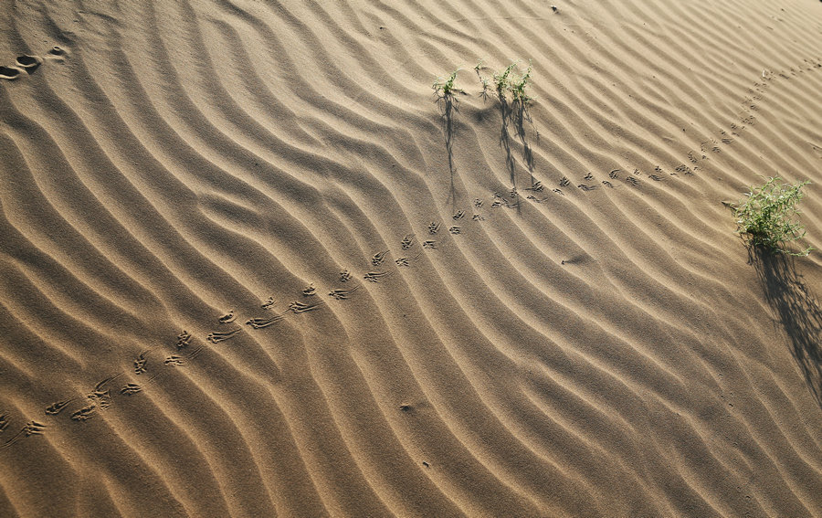 Transformation of Kubuqi Desert: From barren sand dunes to enchanting paradise