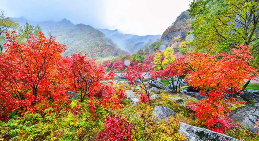 Beautiful maple leaves in Benxi