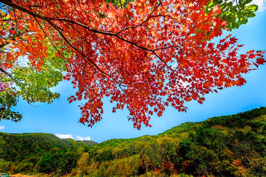 Beautiful maple leaves in Benxi