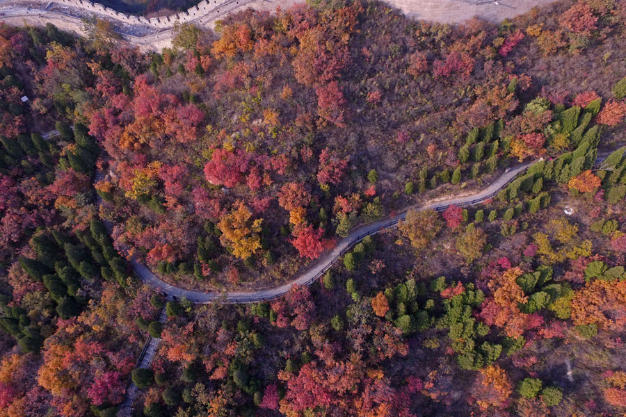 Badaling Great Wall bursting with autumn colors