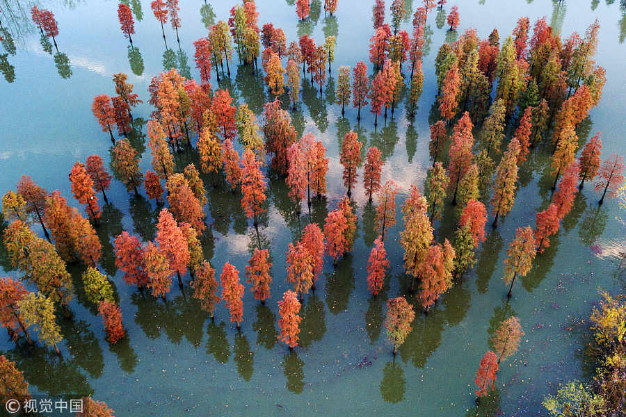 Captured from above: Dawn redwoods in Nanjing