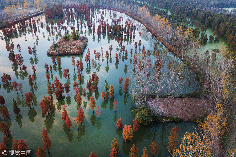 Captured from above: Dawn redwoods in Nanjing