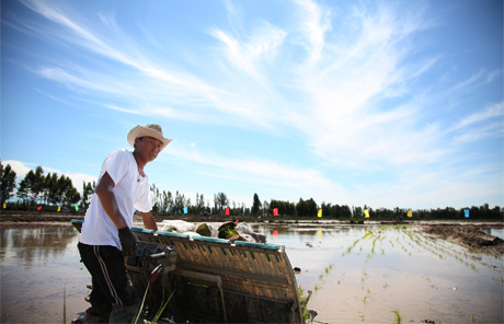 Ethnic groups compete in rice planting