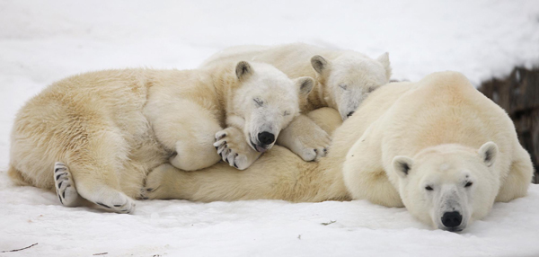 Scientists: It's not too late yet for polar bears