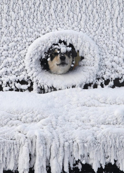 Coldness keeps dog inside