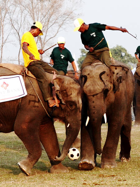 Elephant football a big draw in Nepal