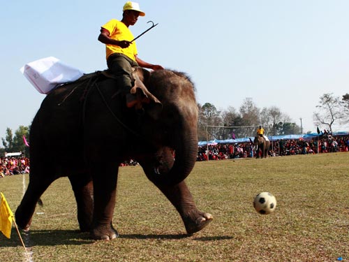 Elephant race in Nepali festival